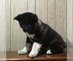 Small Photo #10 Akita Puppy For Sale in CANFIELD, OH, USA