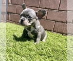 Small Photo #71 French Bulldog Puppy For Sale in JACKSONVILLE, FL, USA