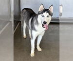 Small #1 Siberian Husky