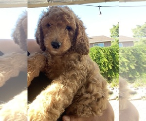 Double Doodle Puppy for Sale in PHOENIX, Arizona USA