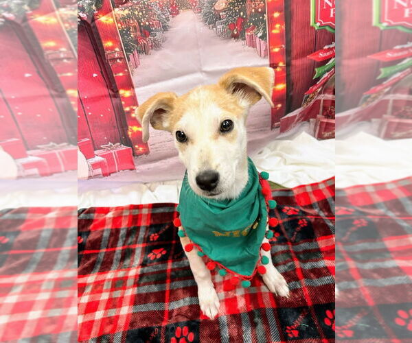 Medium Photo #2 Mutt Puppy For Sale in Bryant, AR, USA