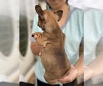 Small Photo #3 French Bulldog Puppy For Sale in CLEVELAND, NC, USA