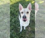 Small Photo #2 German Shepherd Dog-Unknown Mix Puppy For Sale in Rosenberg, TX, USA