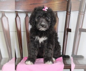 Bernedoodle Puppy for sale in FREDERICKSBG, OH, USA