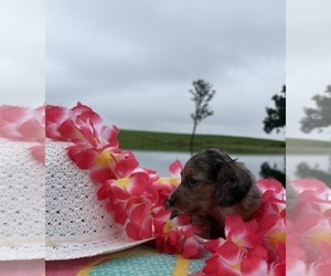 Medium Dachshund