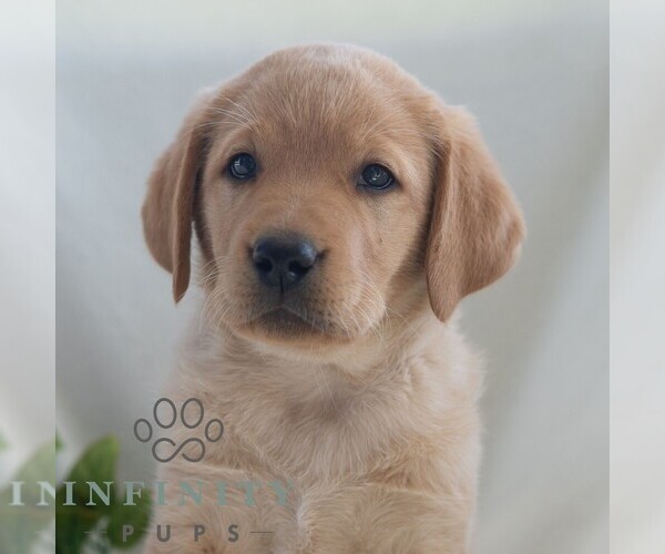 Medium Photo #5 Labrador Retriever Puppy For Sale in GREEN PARK, PA, USA