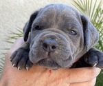 Small Photo #1 Cane Corso Puppy For Sale in RAMONA, CA, USA