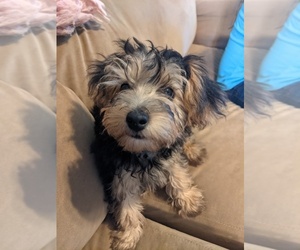 YorkiePoo Puppy for Sale in ITHACA, Michigan USA