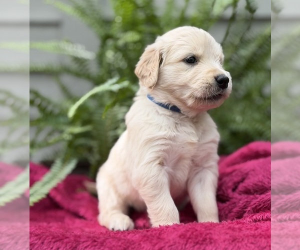 Medium Photo #1 Golden Retriever Puppy For Sale in BUTNER, NC, USA
