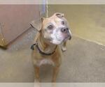 Small Boxer Mix
