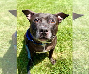 American Staffordshire Terrier Dogs for adoption in Lawrenceville, NJ, USA