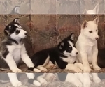 Small Photo #11 German Shepherd Dog-Siberian Husky Mix Puppy For Sale in SAINT MARYS, KS, USA