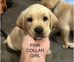 Small Photo #11 Labrador Retriever Puppy For Sale in LIBERTY, SC, USA