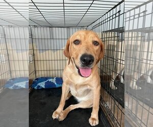 Labrador Retriever Puppy for sale in CHILLICOTHE, OH, USA