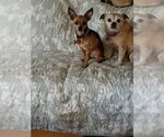 Small Photo #11 Chihuahua Puppy For Sale in Bellmawr, NJ, USA