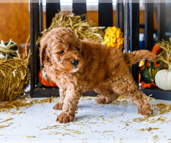 Medium Photo #40 Goldendoodle-Poodle (Miniature) Mix Puppy For Sale in WAKARUSA, IN, USA