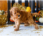 Small Photo #40 Goldendoodle-Poodle (Miniature) Mix Puppy For Sale in WAKARUSA, IN, USA