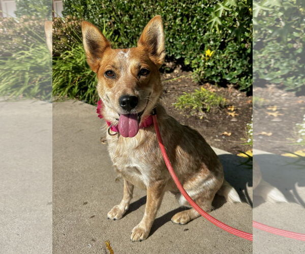 Medium Photo #1 Mutt Puppy For Sale in Newport Beach, CA, USA