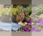 Small Photo #17 Basset Hound Puppy For Sale in COLUMBIA CROSS ROADS, PA, USA