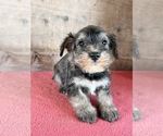 Litter of 8 - Male(s) and Female(s) Schnauzer (Miniature)Litter of Puppies for Sale - Photo #16