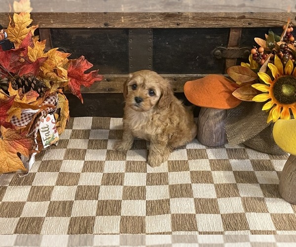 Medium Photo #3 Cavapoo (Miniature) Puppy For Sale in FULTON, KS, USA