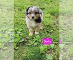 Puppy Dolly Australian Shepherd