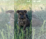 Small #1 Boxer Mix