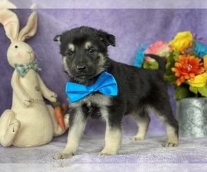 German Shepherd Dog Puppy for sale in LANCASTER, PA, USA