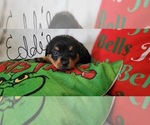 Small #1 Rottweiler