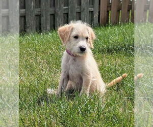 Mutt Dogs for adoption in GILBERTS, IL, USA