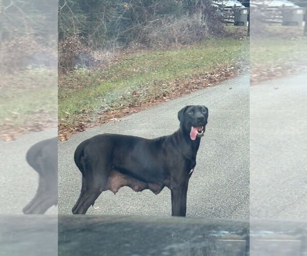 Medium Photo #3 Great Dane-Labrador Retriever Mix Puppy For Sale in Bullard, TX, USA