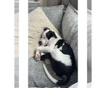 Small #1 American Staffordshire Terrier