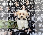 Small #2 Maltipoo