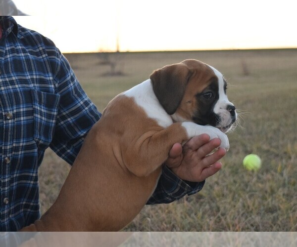 Medium Photo #6 Boxer Puppy For Sale in HUMBOLDT, NE, USA