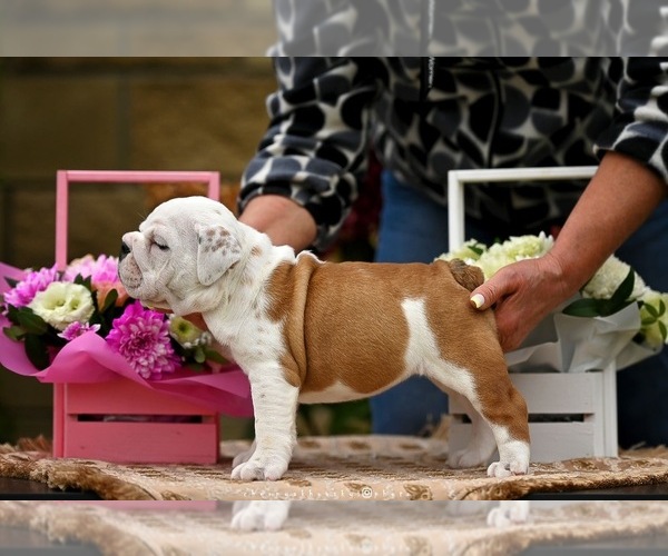 Medium Photo #3 English Bulldog Puppy For Sale in Balakliya, Kharkiv, Ukraine