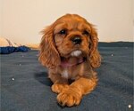 Puppy Wilma Cavalier King Charles Spaniel