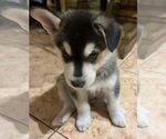 Small #1 Alaskan Klee Kai-Shiba Inu Mix