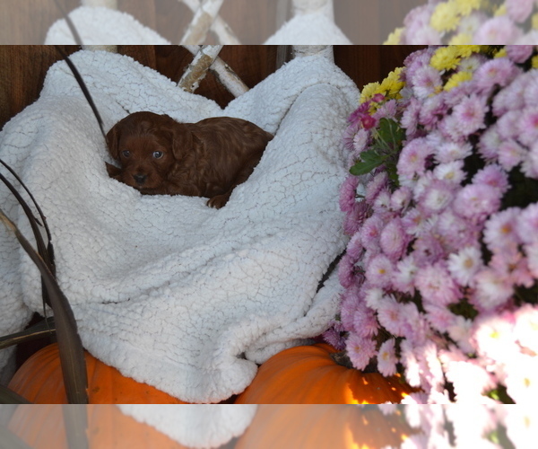 Medium Photo #2 Cavapoo Puppy For Sale in GREENWOOD, WI, USA