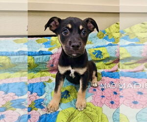 Mutt Dogs for adoption in Maryville, TN, USA