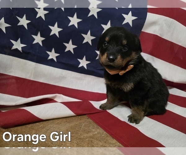 Medium Photo #1 Rottweiler Puppy For Sale in COTTLEVILLE, MO, USA