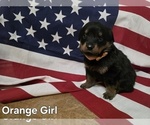 Small Rottweiler
