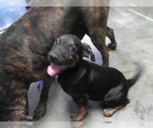 Great Dane-Unknown Mix Dogs for adoption in Tulsa, OK, USA