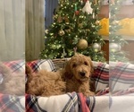 Puppy 3 Irish Doodle-Poodle (Standard) Mix