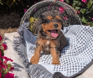 Medium Cavapoo