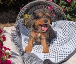 Puppy Jax Cavapoo