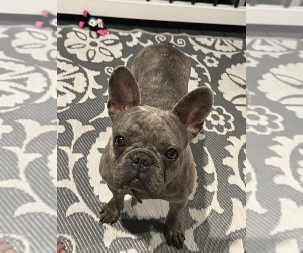 Medium Photo #1 French Bulldog Puppy For Sale in LITCHFIELD, OH, USA