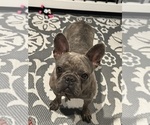 Small Photo #1 French Bulldog Puppy For Sale in LITCHFIELD, OH, USA
