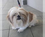 Small Shih Tzu