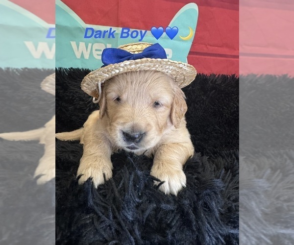 Medium Photo #3 Golden Retriever Puppy For Sale in ORLANDO, FL, USA