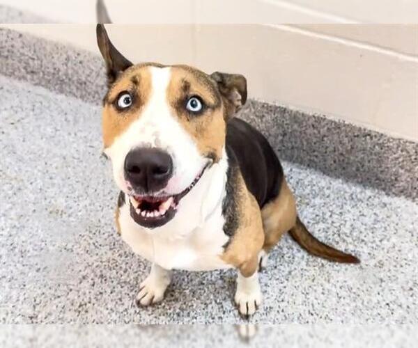 Medium Photo #2 Bull Terrier-Unknown Mix Puppy For Sale in Houston, TX, USA
